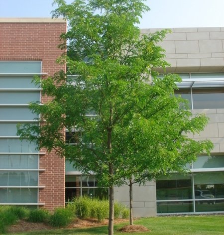 Shade Trees